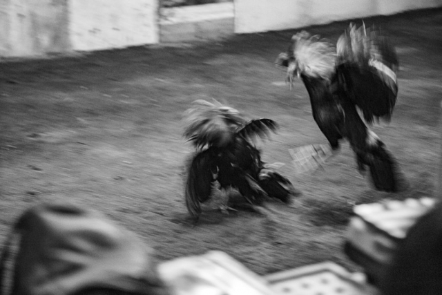 Fotografía en blanco y negro del movimiento barrido de dos gallos peleando en un ruedo