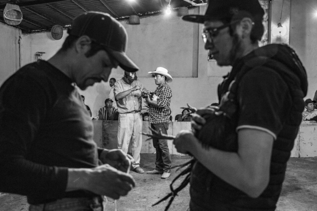 Dos parejas de hombres preparan a sus gallos para lanzarlos a pelear al ruedo en un duelo a muerte