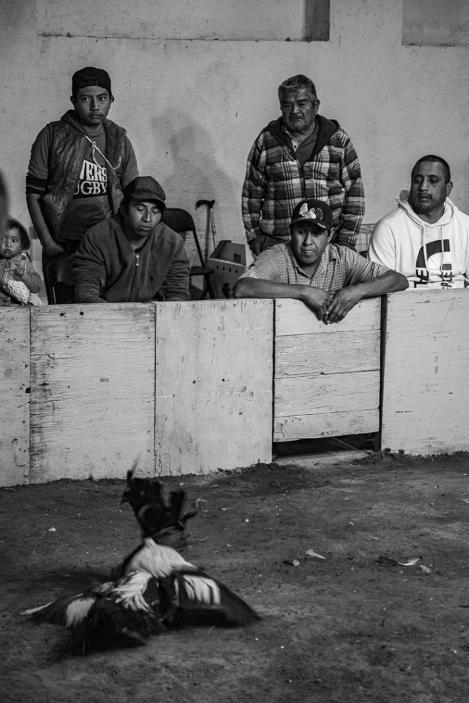 un grupo de hombres mira con atención una pelea de gallos