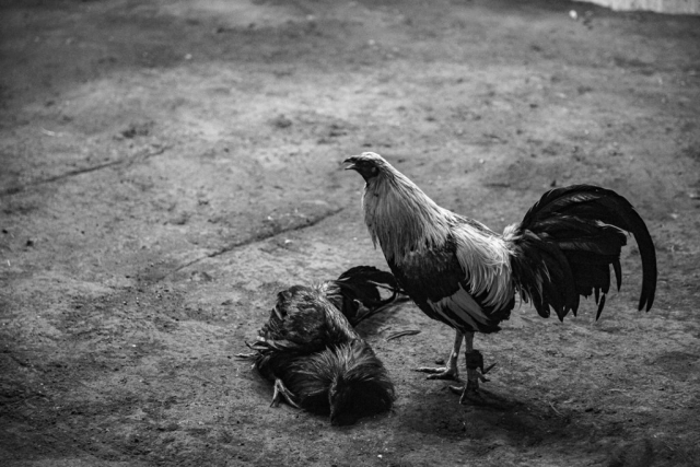 Un gallo se yergue con el pico abierto frente al cadáver de otro gallo recién muerto en una pelea de gallos