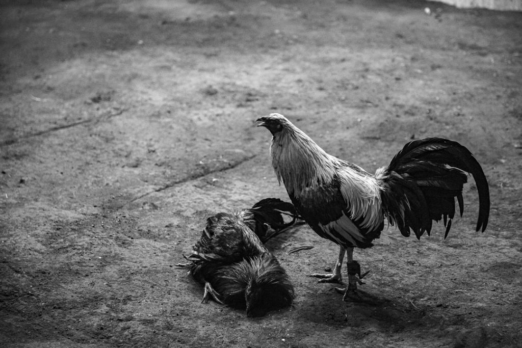 Un gallo se yergue con el pico abierto frente al cadáver de otro gallo recién muerto en una pelea de gallos