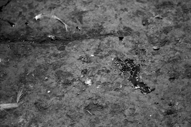 Mancha de sangre en el suelo de tierra tras la pelea a muerte de dos gallos en un ruedo