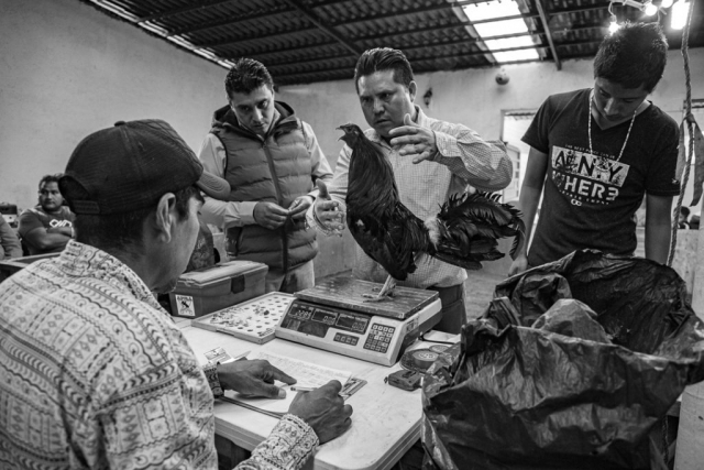 un hombre coloca a su gallo sobre una báscula