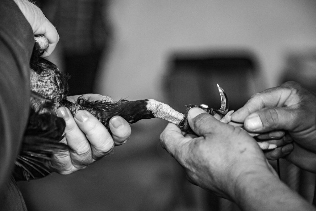 un hombre sujeta la pata de un gallo para colocarle una filosa cuchilla