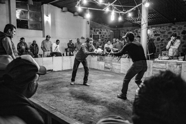 Dos hombres enfrentan a un par de gallos de pelea instantes antes de lanzarlos al ruedo para provocar su ira y la pelea