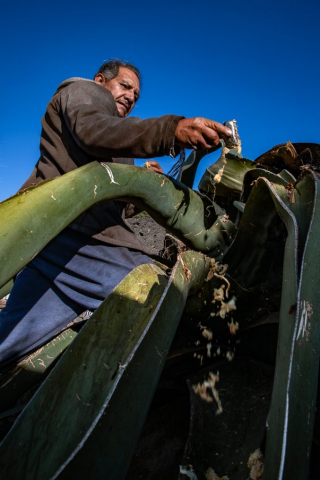 Campesino con maguey pulquero con cielo azul de fondo