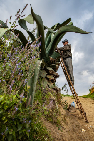 campesino trabajando en un maguey de gran altura. Se apoya en una escalera para alcanzar y extraer el aguamiel