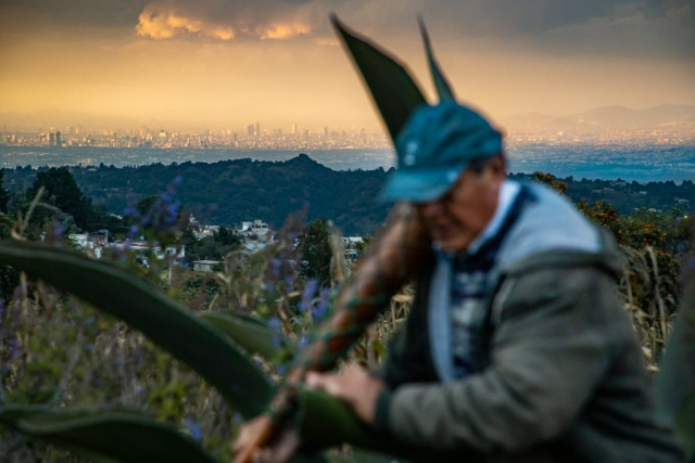Rascacielos de la ciudad de mexico se observan al fondo de una escena donde un campesino sube a un maguey para extraer aguamiel