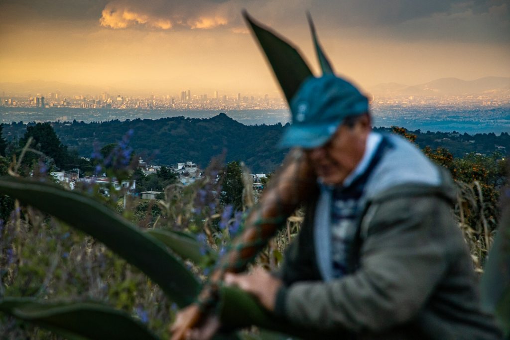 Rascacielos de la ciudad de mexico se observan al fondo de una escena donde un campesino sube a un maguey para extraer aguamiel