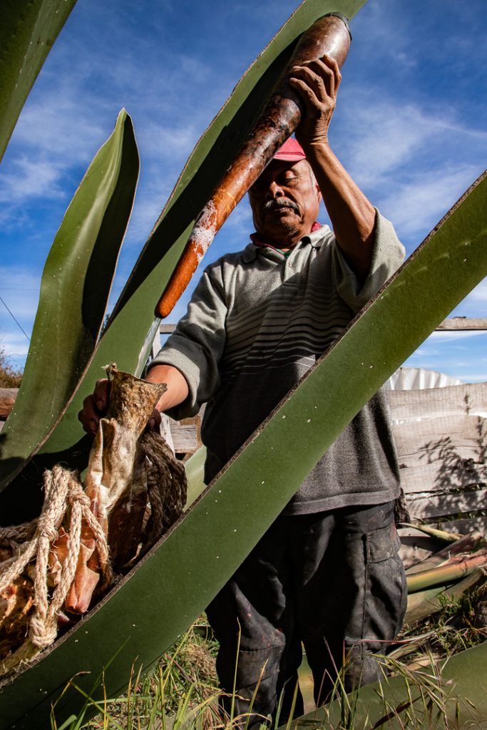 un campesino vierte savia de maguey en un contenedor de cuero para la elaboración de pulque