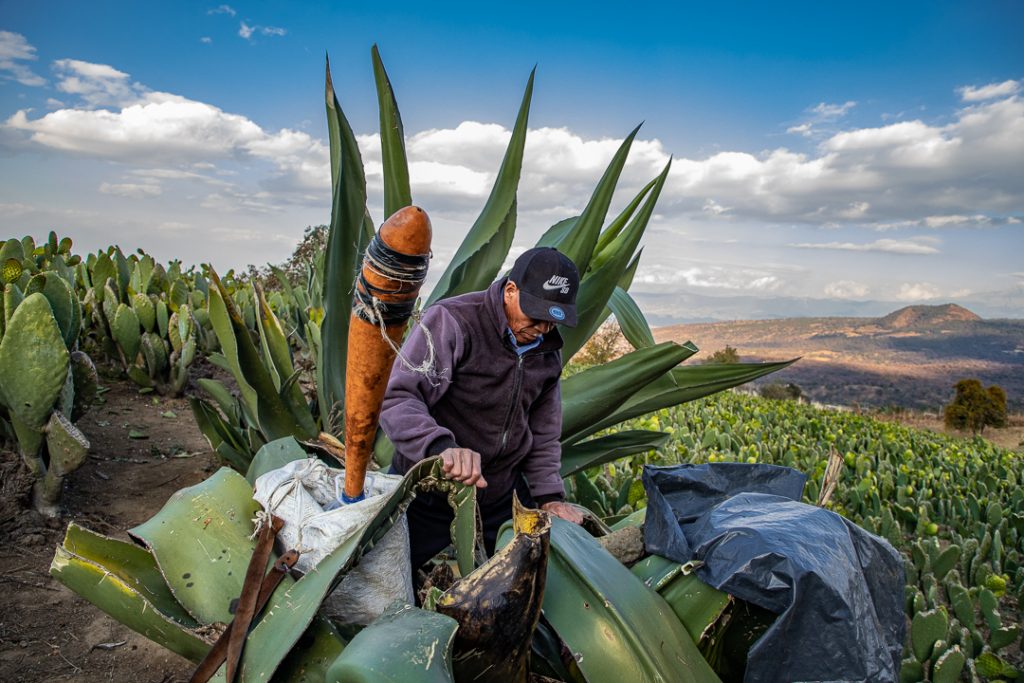 Un hombre se asoma al interior del tronco de un maguey para extraer su savia